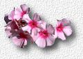 Blumen