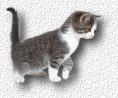 Katzen